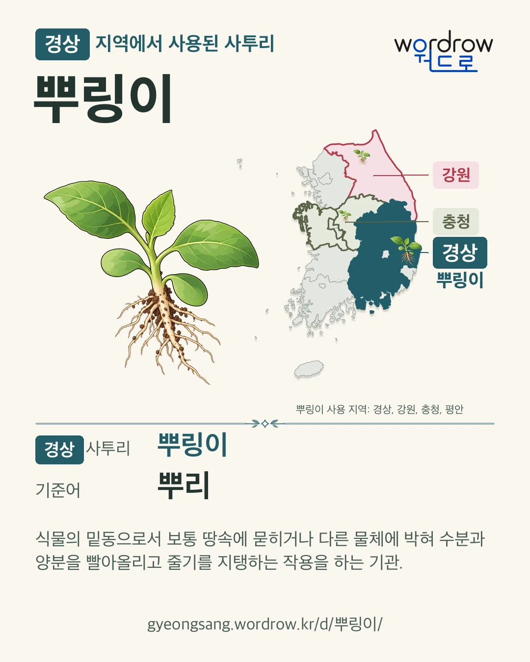 경상 지역에서 사용된 사투리 ‘뿌링이’. 기준어: 뿌리. 기록 지역을 표시한 카툰 삽화와 지도 카드.