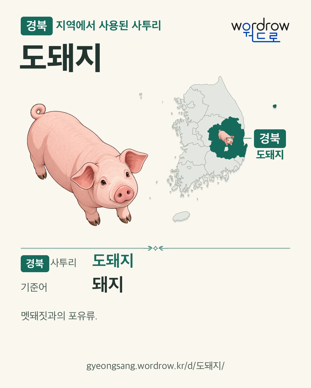 경북 지역에서 사용된 사투리 ‘도돼지’. 기준어: 돼지. 기록 지역을 표시한 카툰 삽화와 지도 카드.