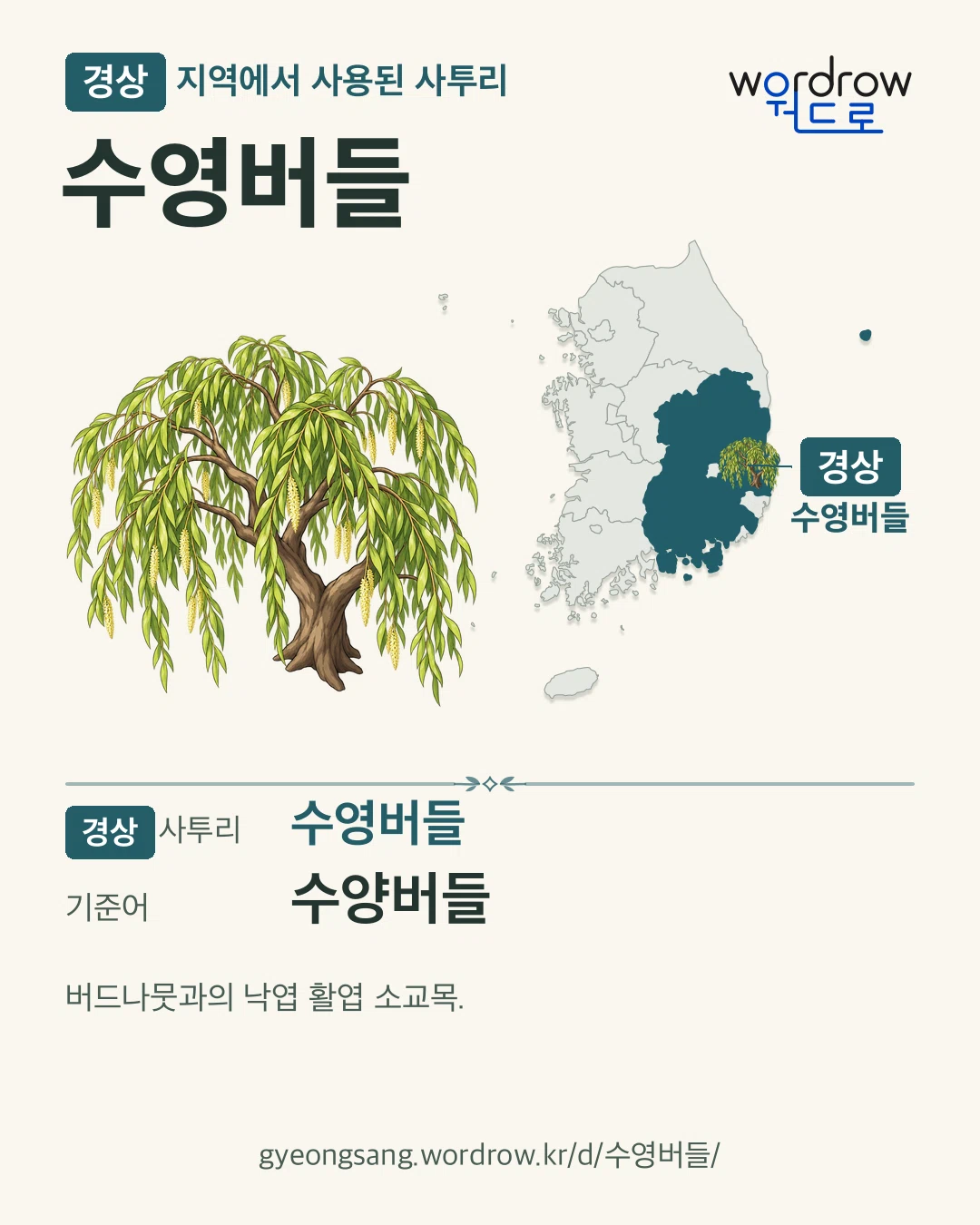 경상 지역에서 사용된 사투리 ‘수영버들’. 기준어: 수양버들. 기록 지역을 표시한 카툰 삽화와 지도 카드.