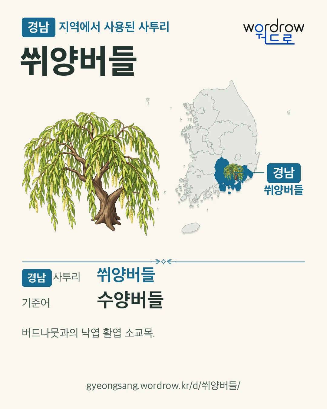 경남 지역에서 사용된 사투리 ‘쒸양버들’. 기준어: 수양버들. 기록 지역을 표시한 카툰 삽화와 지도 카드.