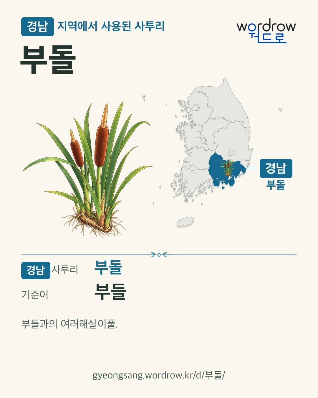 경남 지역에서 사용된 사투리 ‘부돌’. 기준어: 부들. 기록 지역을 표시한 카툰 삽화와 지도 카드.