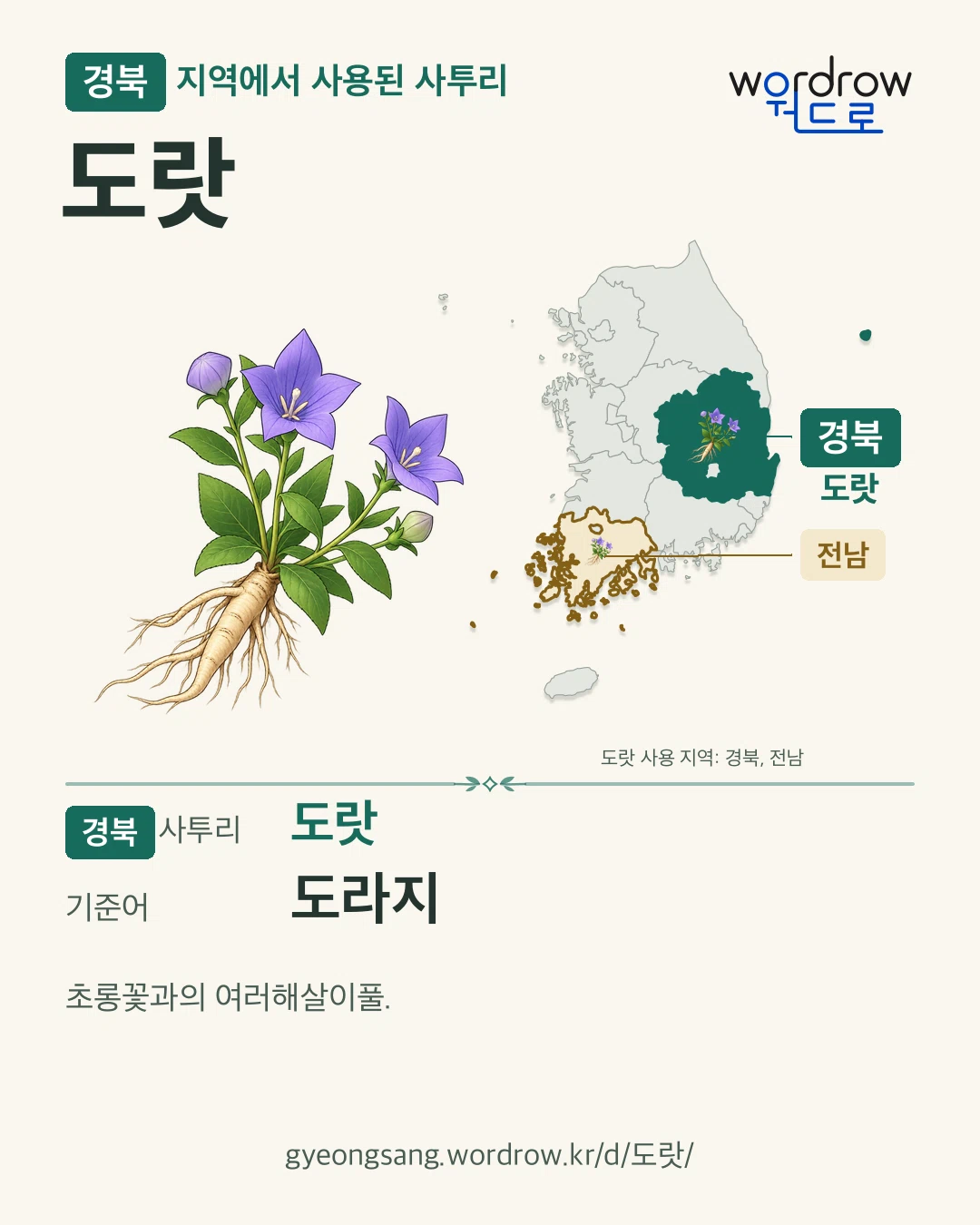 경북 지역에서 사용된 사투리 ‘도랏’. 기준어: 도라지. 기록 지역을 표시한 카툰 삽화와 지도 카드.