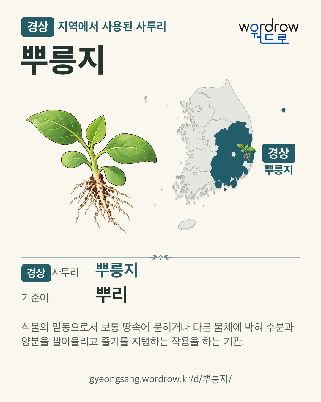경상 지역에서 사용된 사투리 ‘뿌릉지’. 기준어: 뿌리. 기록 지역을 표시한 카툰 삽화와 지도 카드.