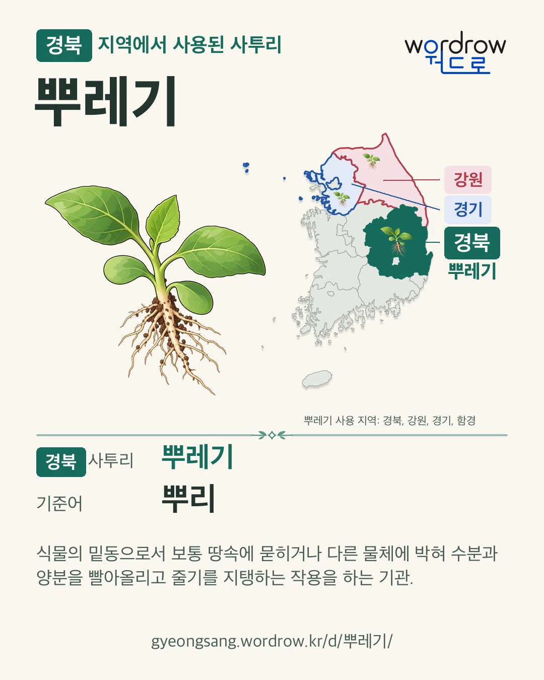 경북 지역에서 사용된 사투리 ‘뿌레기’. 기준어: 뿌리. 기록 지역을 표시한 카툰 삽화와 지도 카드.
