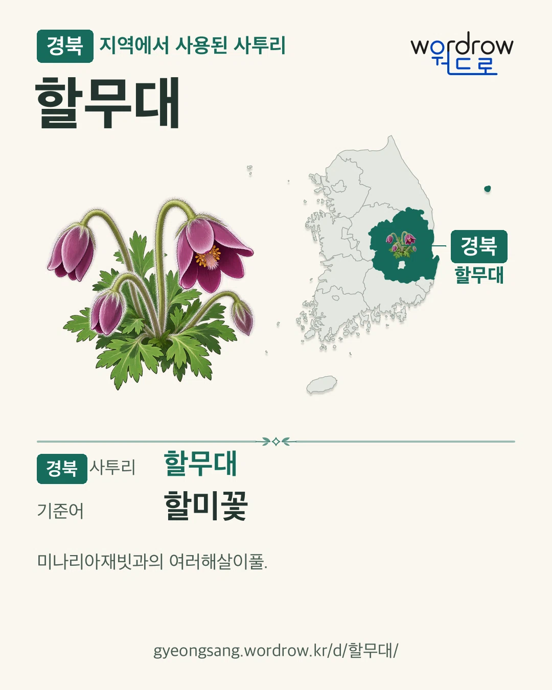 경북 지역에서 사용된 사투리 ‘할무대’. 기준어: 할미꽃. 기록 지역을 표시한 카툰 삽화와 지도 카드.