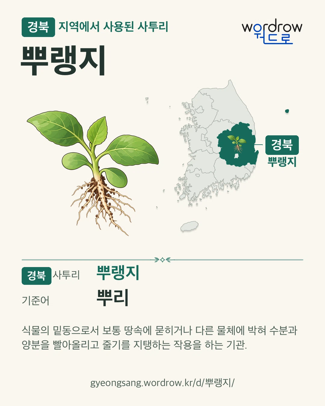 경북 지역에서 사용된 사투리 ‘뿌랭지’. 기준어: 뿌리. 기록 지역을 표시한 카툰 삽화와 지도 카드.