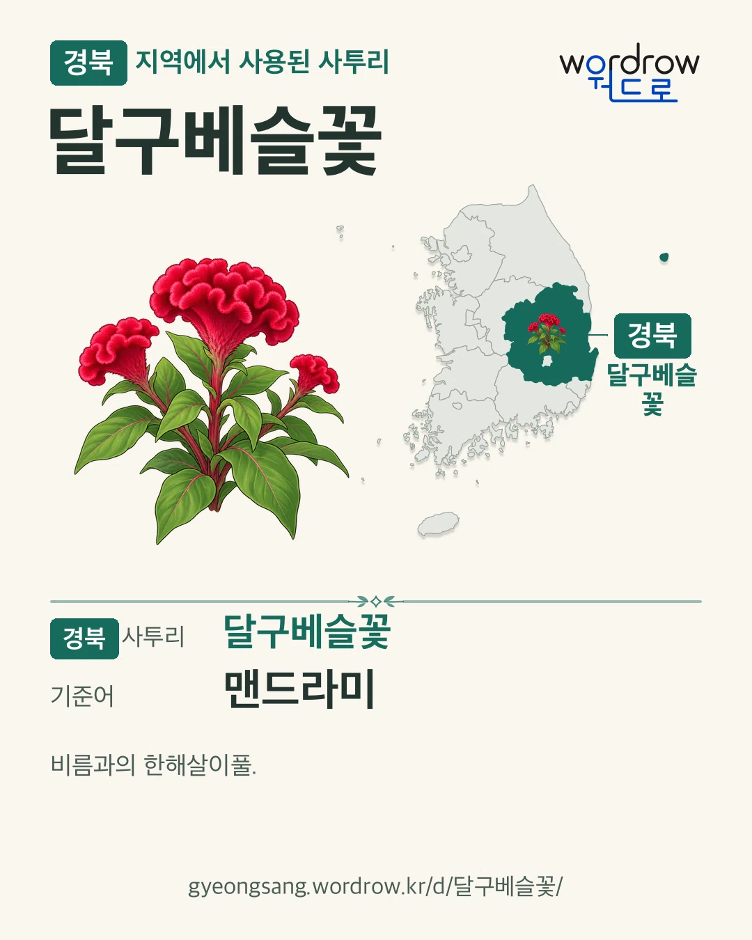 경북 지역에서 사용된 사투리 ‘달구베슬꽃’. 기준어: 맨드라미. 기록 지역을 표시한 카툰 삽화와 지도 카드.