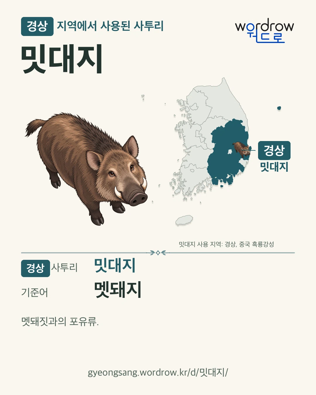 경상 지역에서 사용된 사투리 ‘밋대지’. 기준어: 멧돼지. 기록 지역을 표시한 카툰 삽화와 지도 카드.