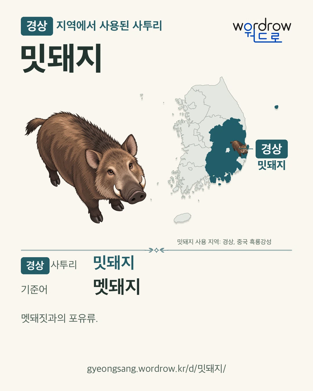 경상 지역에서 사용된 사투리 ‘밋돼지’. 기준어: 멧돼지. 기록 지역을 표시한 카툰 삽화와 지도 카드.