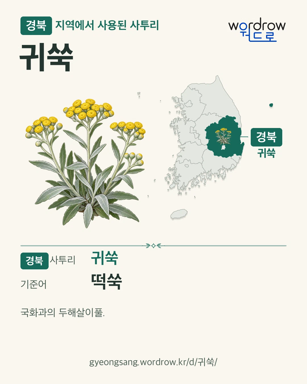 경북 지역에서 사용된 사투리 ‘귀쑥’. 기준어: 떡쑥. 기록 지역을 표시한 카툰 삽화와 지도 카드.