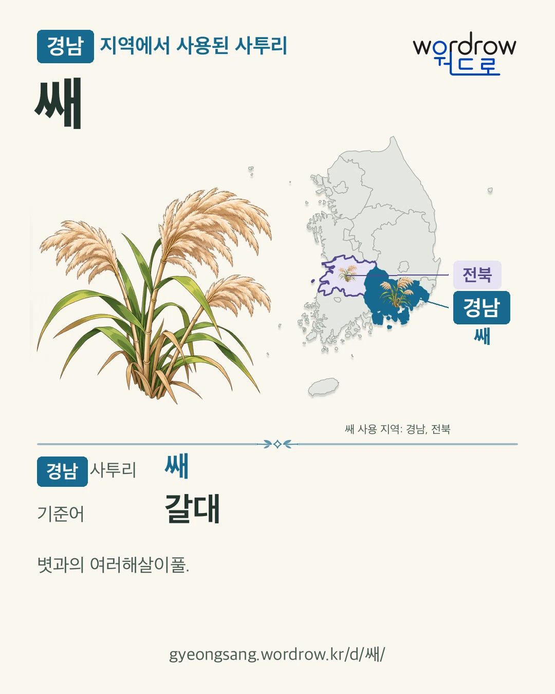 경남 지역에서 사용된 사투리 ‘쌔’. 기준어: 갈대. 기록 지역을 표시한 카툰 삽화와 지도 카드.