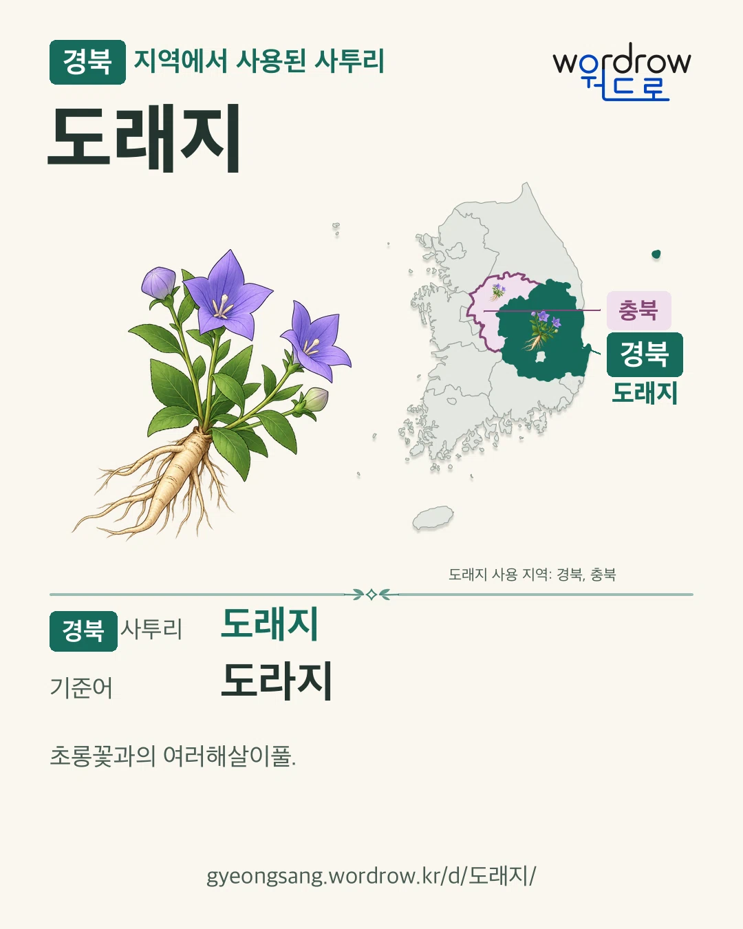 경북 지역에서 사용된 사투리 ‘도래지’. 기준어: 도라지. 기록 지역을 표시한 카툰 삽화와 지도 카드.