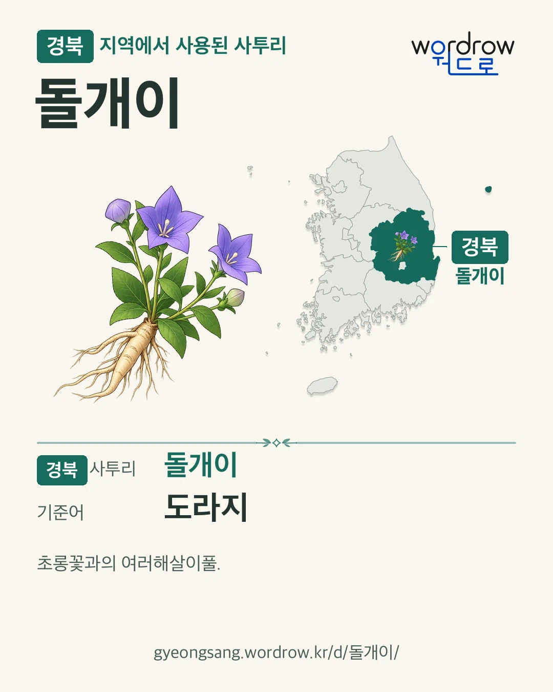 경북 지역에서 사용된 사투리 ‘돌개이’. 기준어: 도라지. 기록 지역을 표시한 카툰 삽화와 지도 카드.