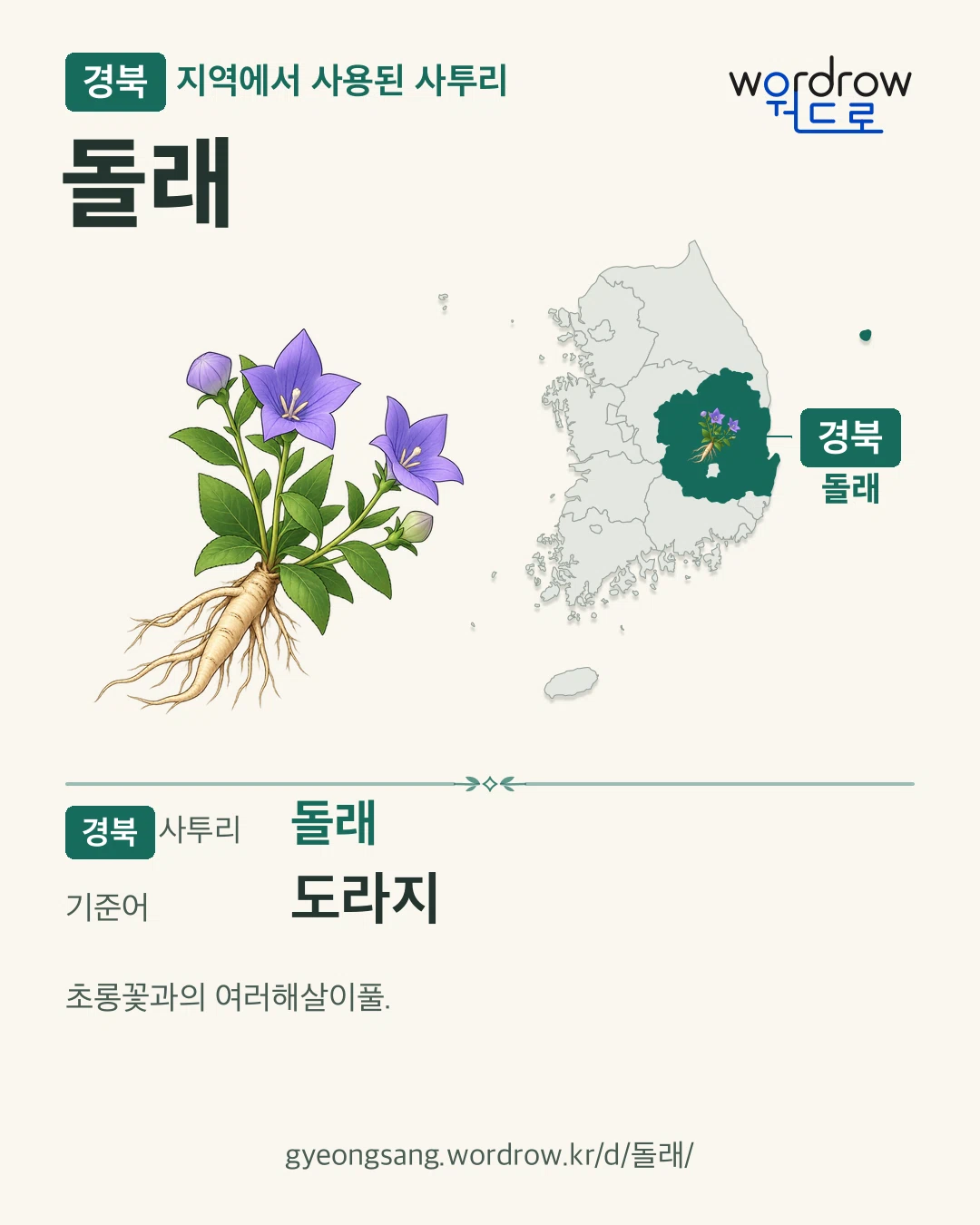 경북 지역에서 사용된 사투리 ‘돌래’. 기준어: 도라지. 기록 지역을 표시한 카툰 삽화와 지도 카드.