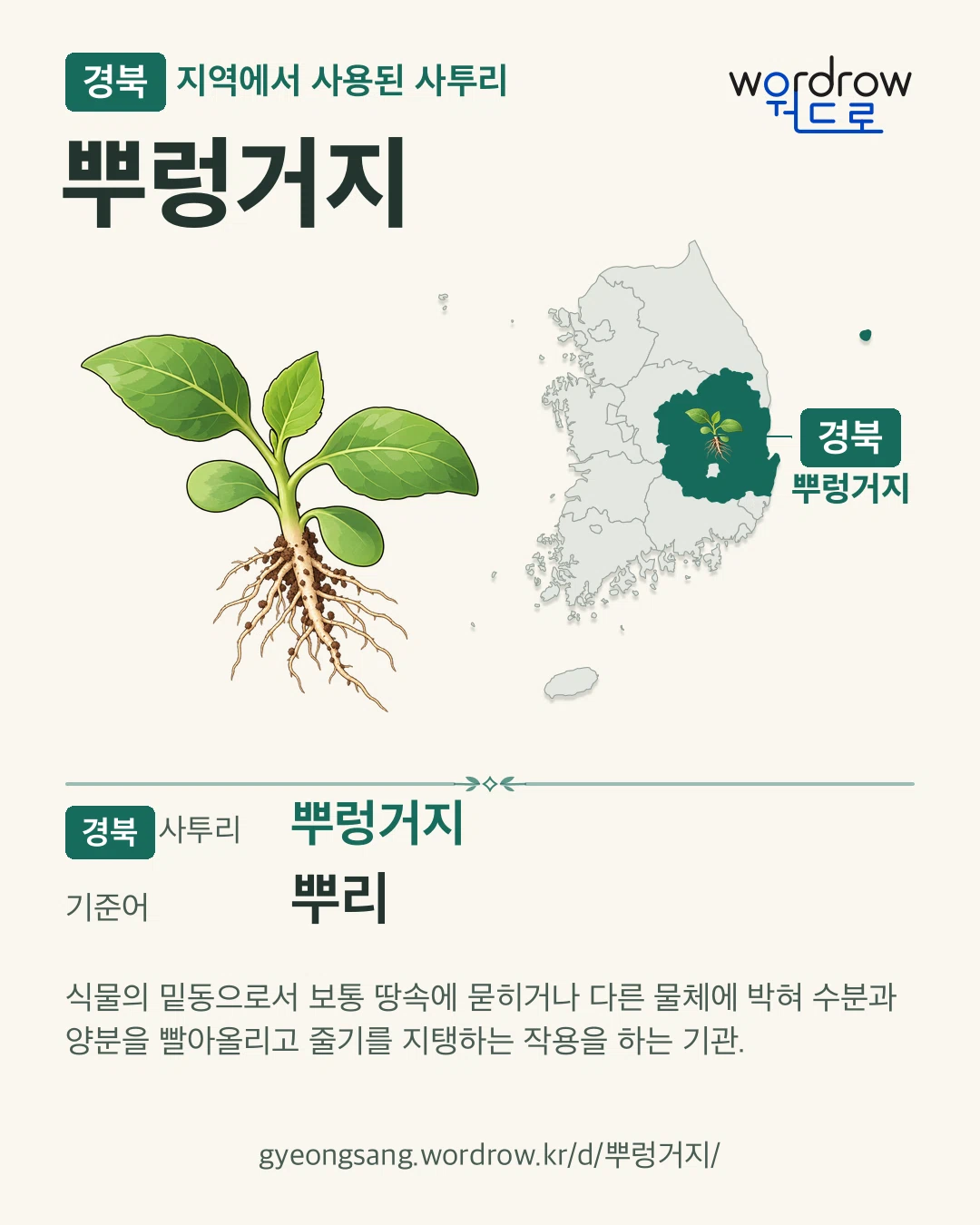 경북 지역에서 사용된 사투리 ‘뿌렁거지’. 기준어: 뿌리. 기록 지역을 표시한 카툰 삽화와 지도 카드.