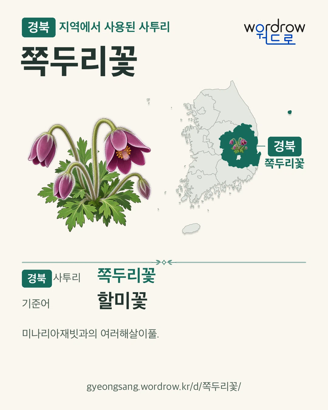 경북 지역에서 사용된 사투리 ‘쪽두리꽃’. 기준어: 할미꽃. 기록 지역을 표시한 카툰 삽화와 지도 카드.