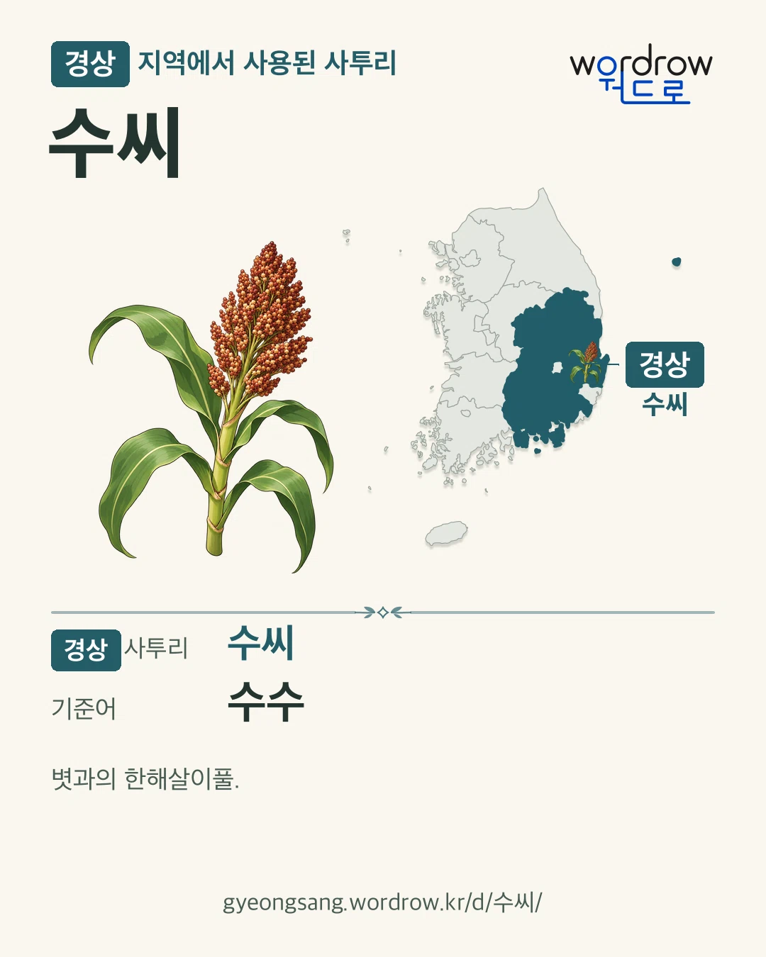 경상 지역에서 사용된 사투리 ‘수씨’. 기준어: 수수. 기록 지역을 표시한 카툰 삽화와 지도 카드.