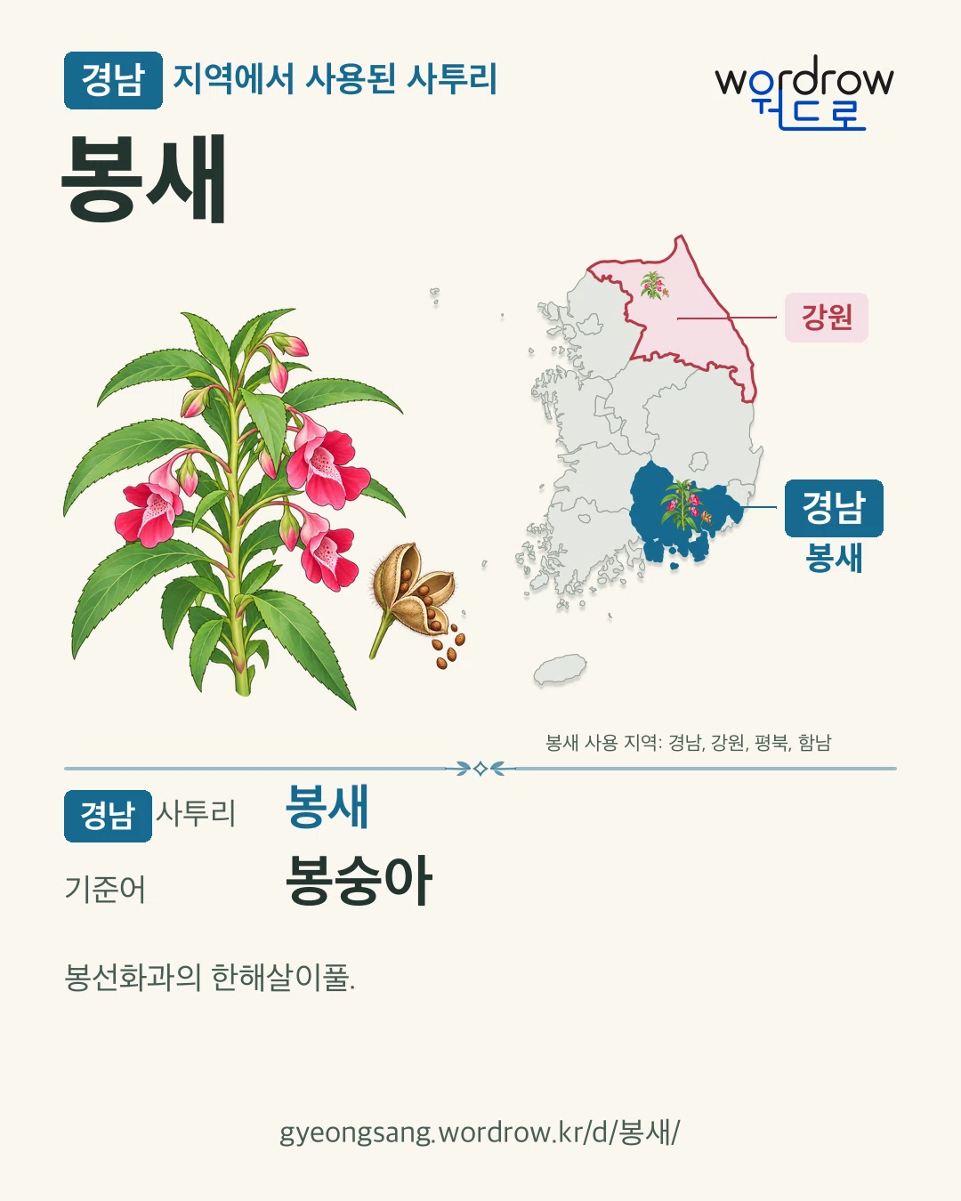 경남 지역에서 사용된 사투리 ‘봉새’. 기준어: 봉숭아. 기록 지역을 표시한 카툰 삽화와 지도 카드.