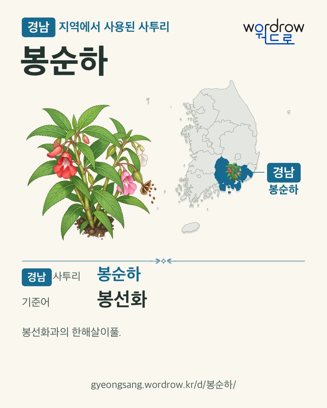 경남 지역에서 사용된 사투리 ‘봉순하’. 기준어: 봉선화. 기록 지역을 표시한 카툰 삽화와 지도 카드.